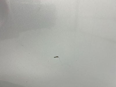 2016 Nissan NV Passenger SL